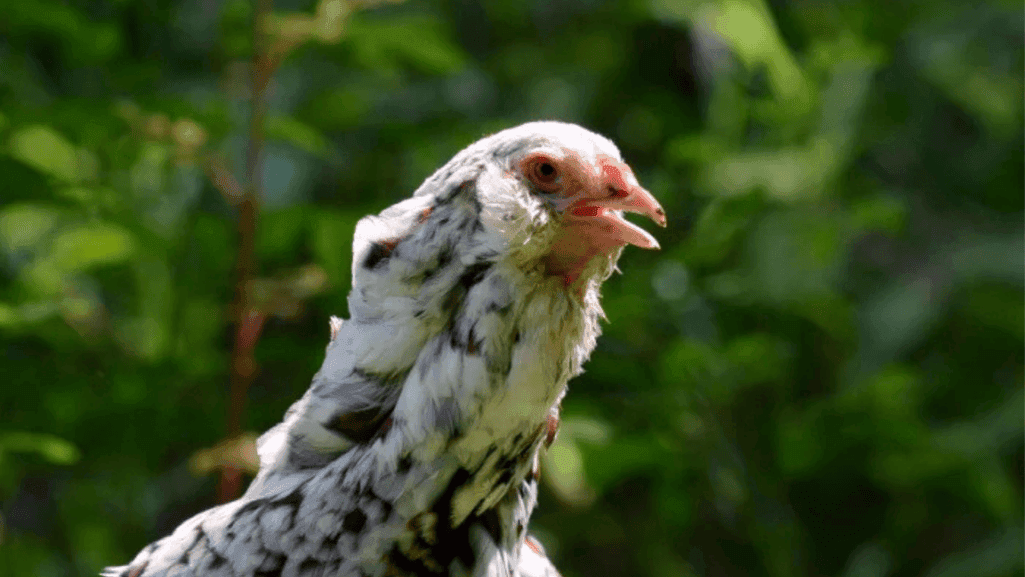 chicken respiratory system chicken respiratory system