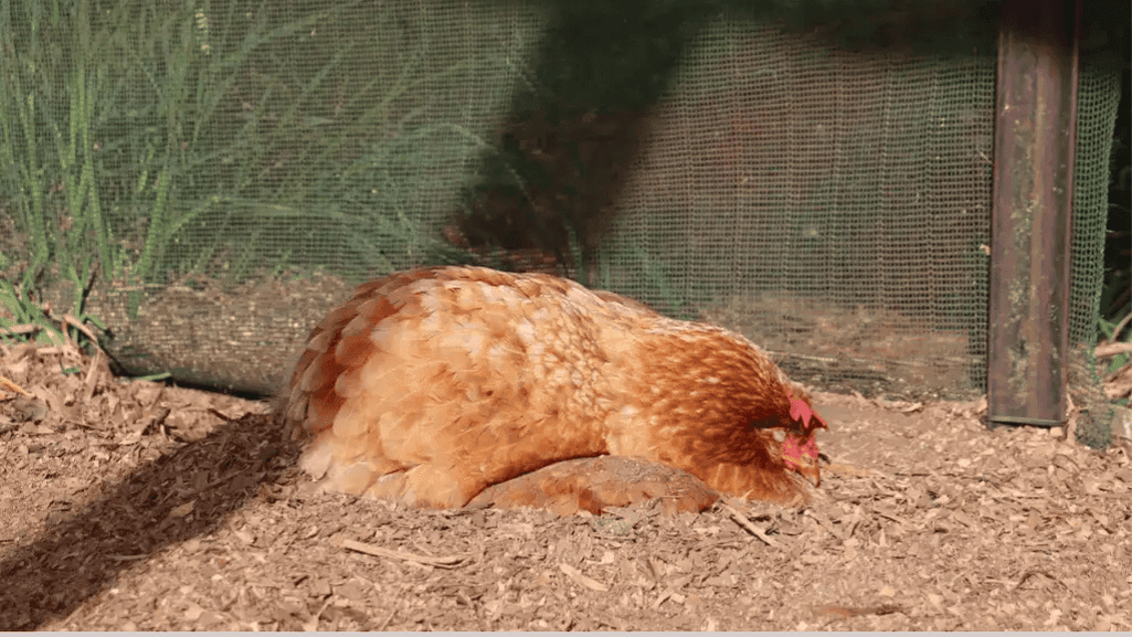 chicken scratch remedy chicken scratch remedy