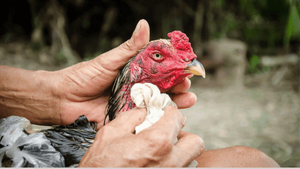 chicken wound treatment chicken wound treatment