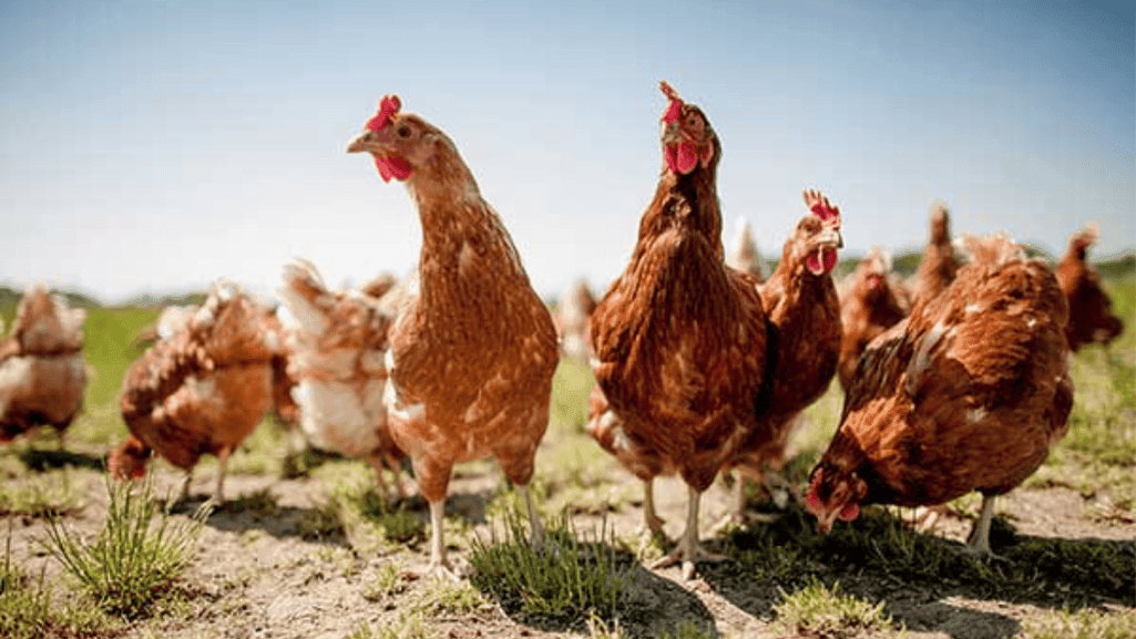 climate adaptability for chicken breeds