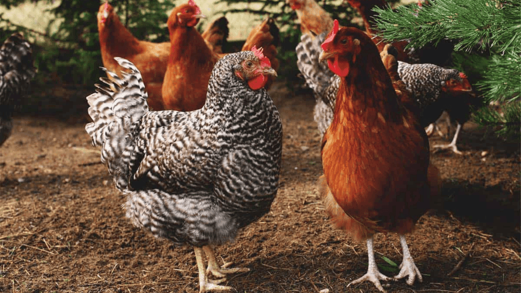 climate-adapted chicken breeds