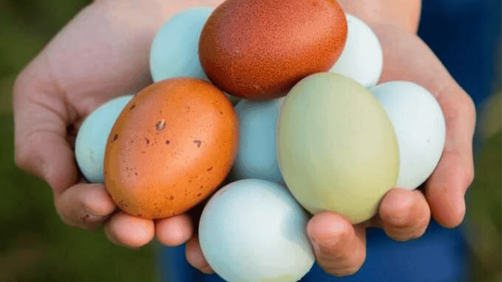 colored eggs