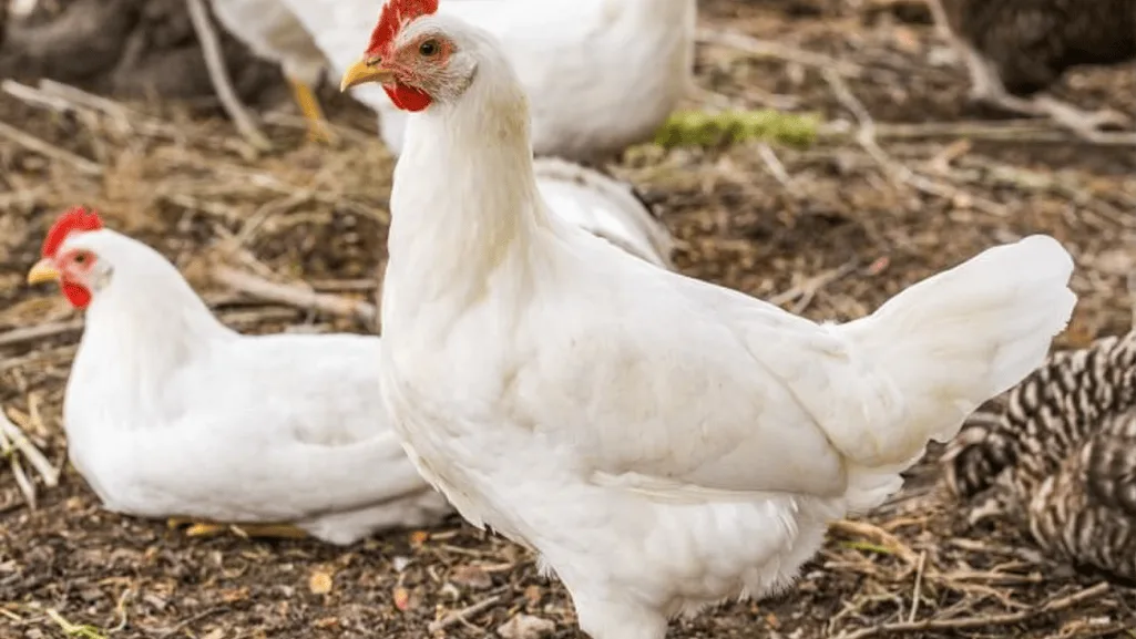 common chicken colors