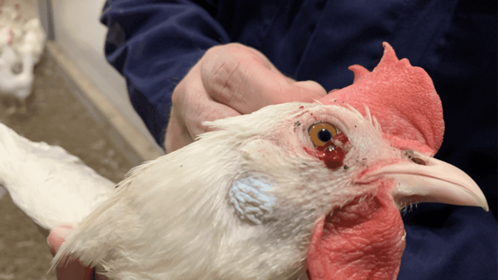 common poultry diseases