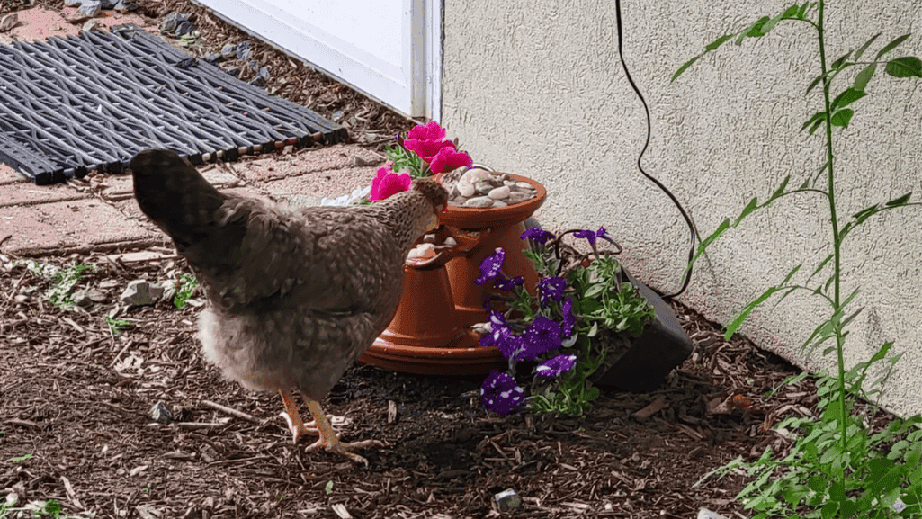 cool water for chickens