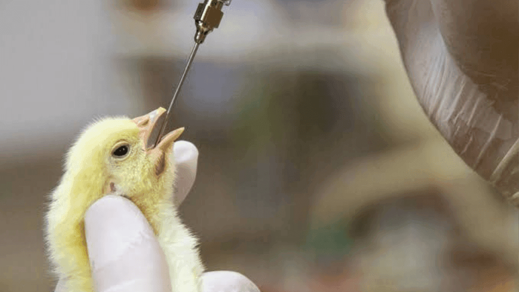 day-old chick vaccination