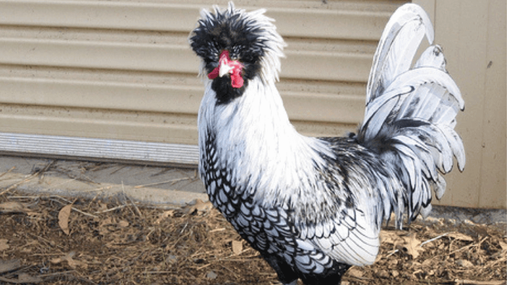 designer chicken breeds