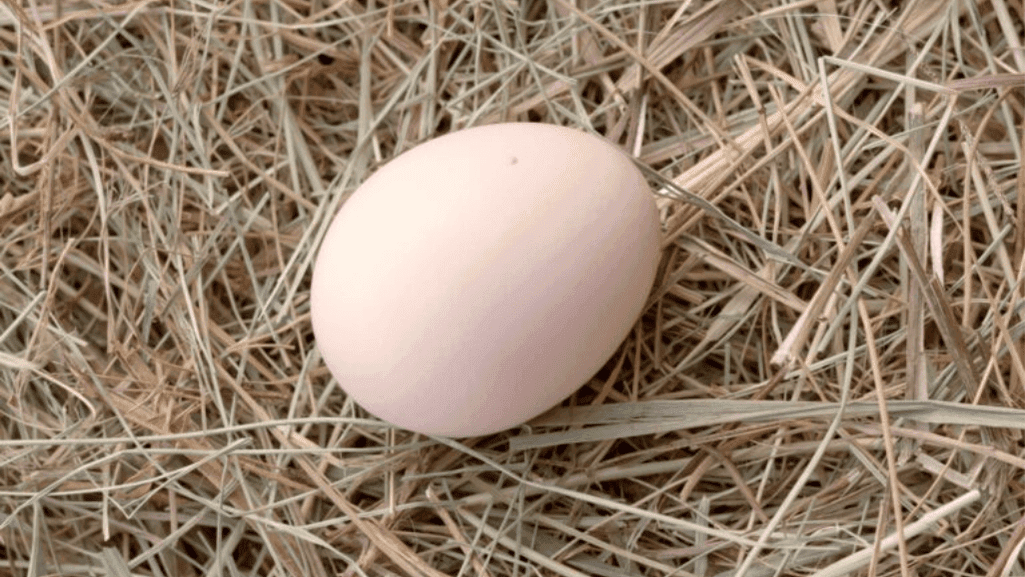 egg laying brahmas