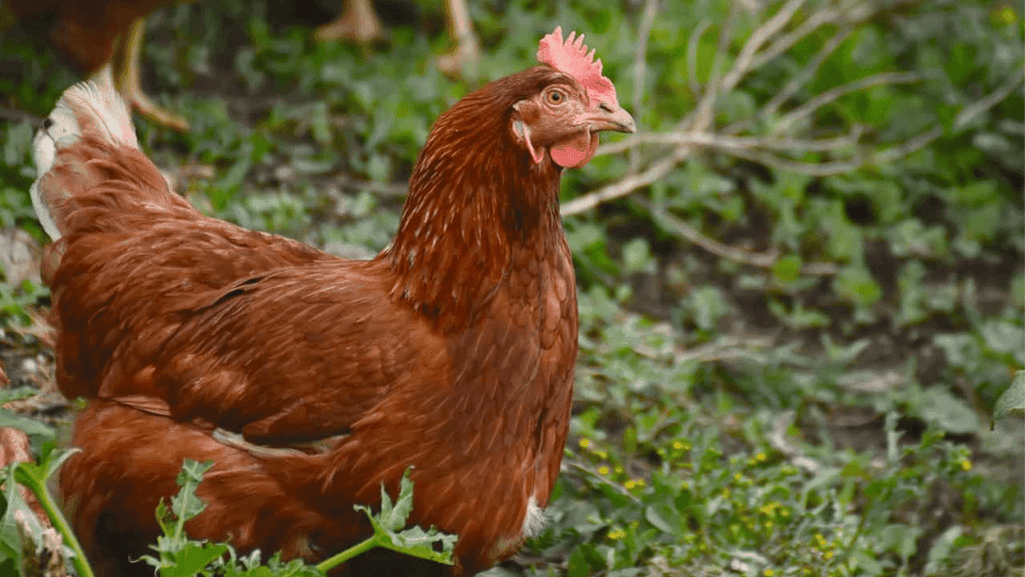 egg-laying breeds