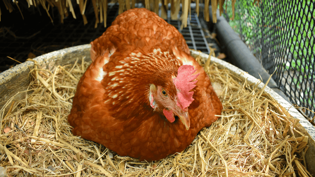 egg-laying chicken crosses