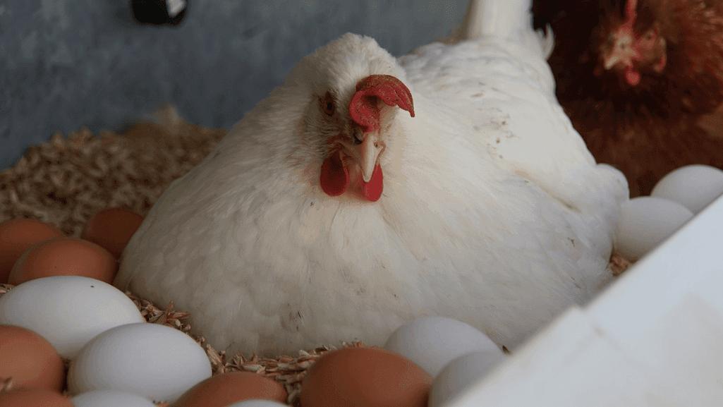 egg laying chickens