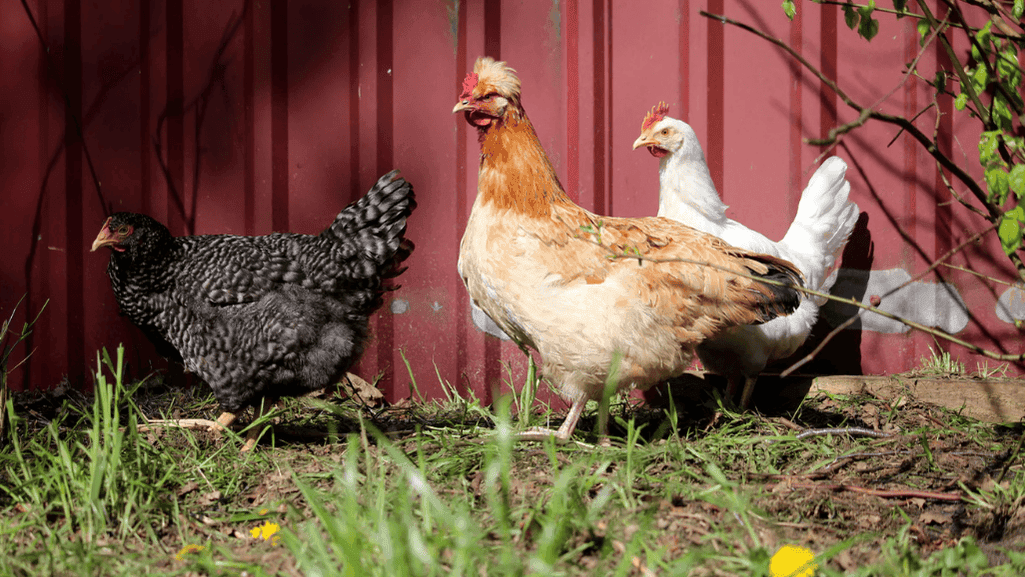 friendly chickens