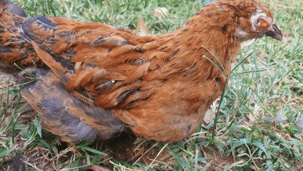 holistic approach to chicken coryza