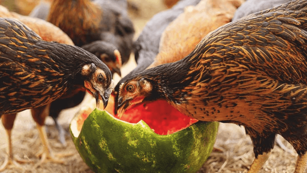 hydrating chicken treats for summer