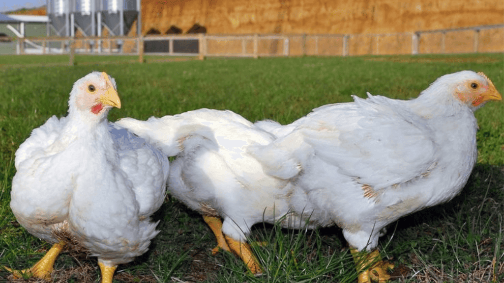 meat chicken crosses