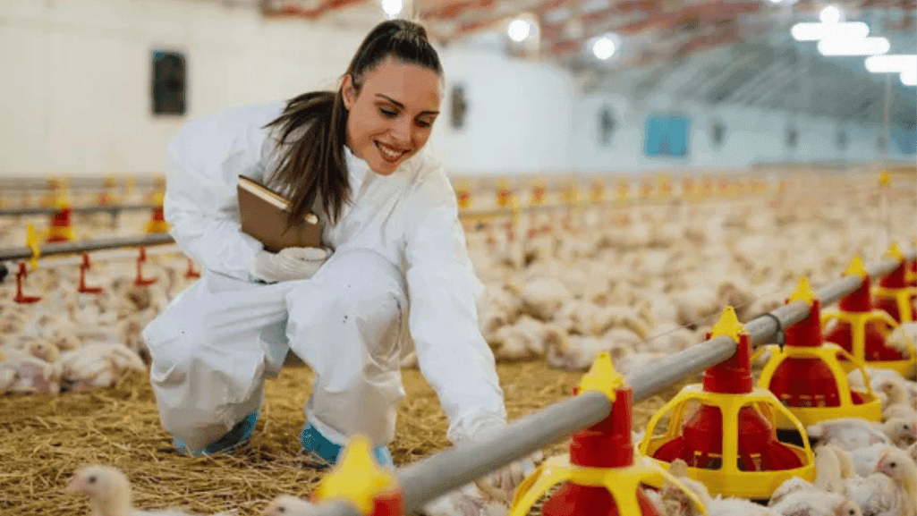 monitoring chicken health