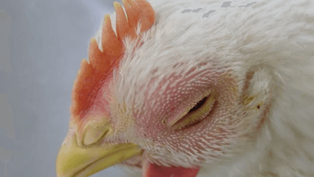 natural cures for coryza in poultry