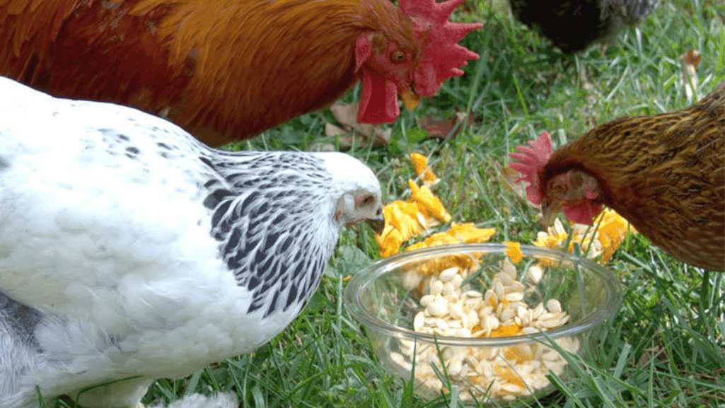 natural deworming ingredients for chickens