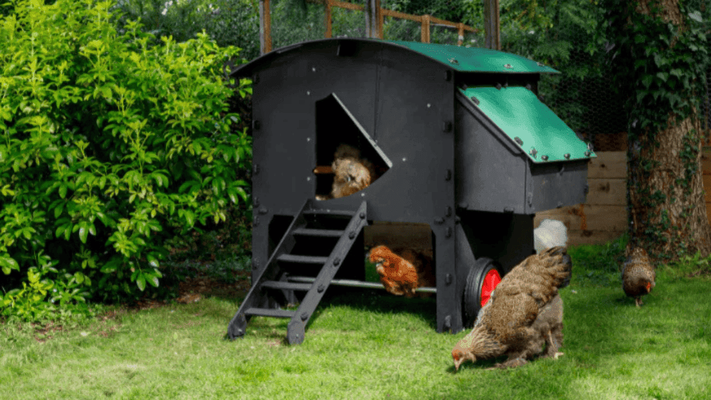optimal location for chicken coop