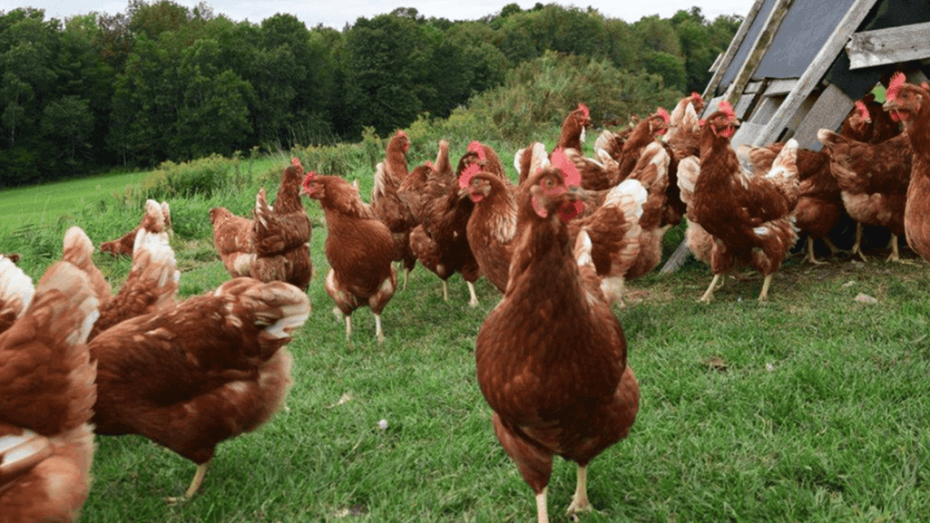 organic egg production