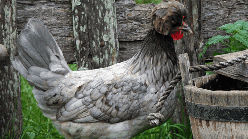 ornamental chickens