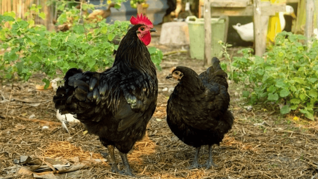 peaceful backyards with quiet chicken breeds