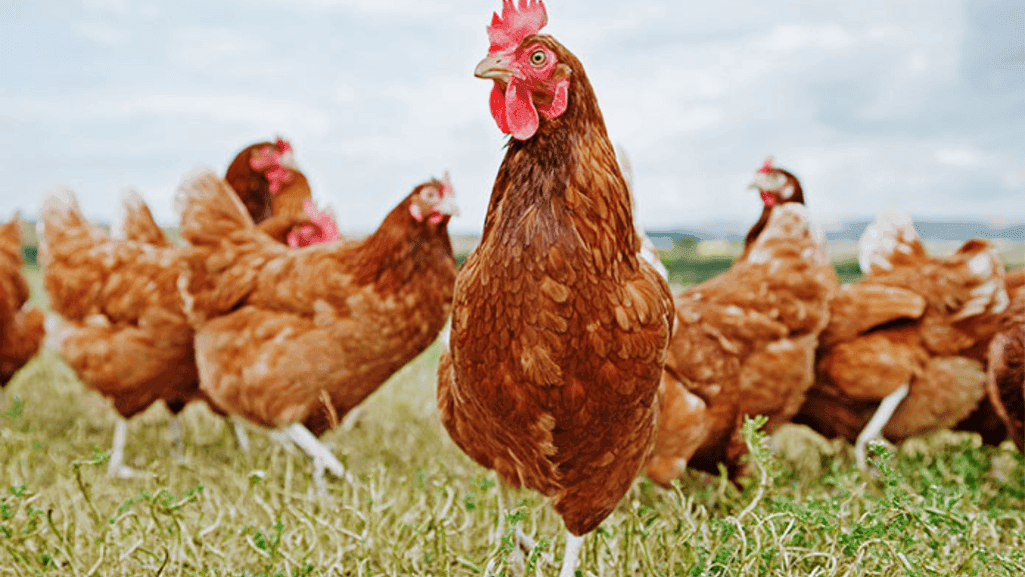 point of lay hens