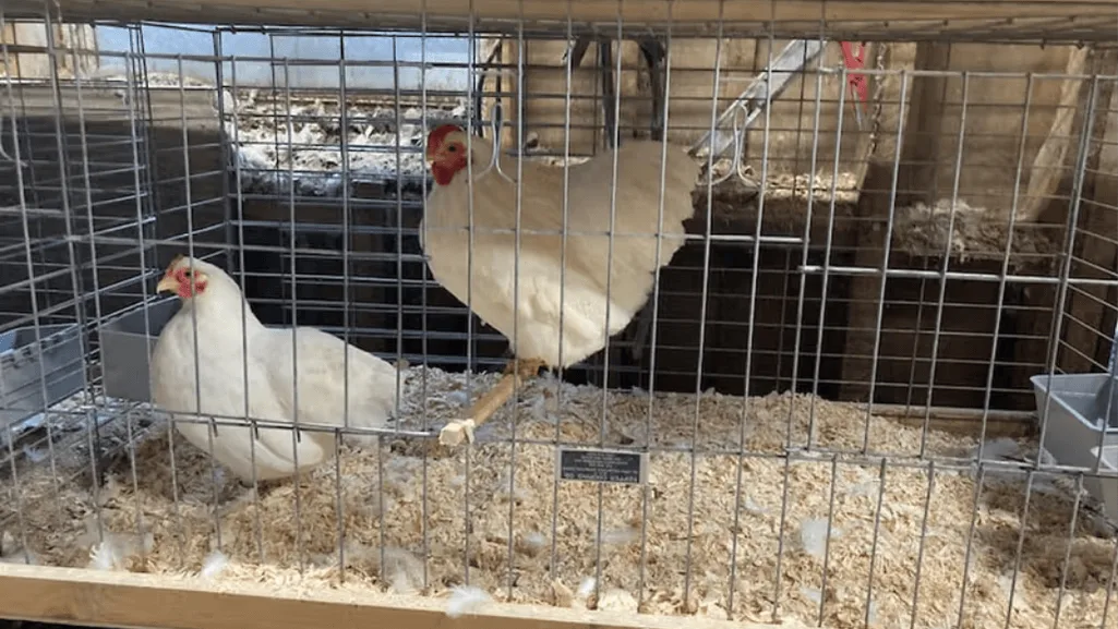 poultry breeding