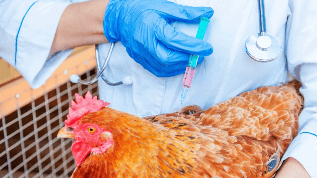 poultry vaccination