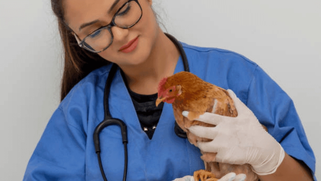 poultry veterinarian examining a sick chicken