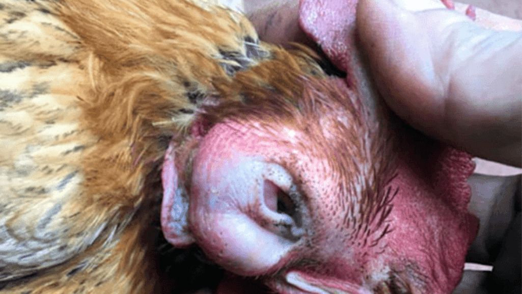 preventing coryza in chickens