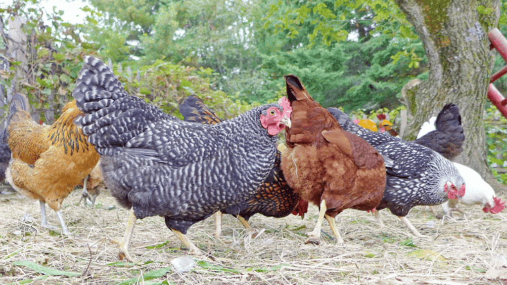 selecting backyard chicken breeds