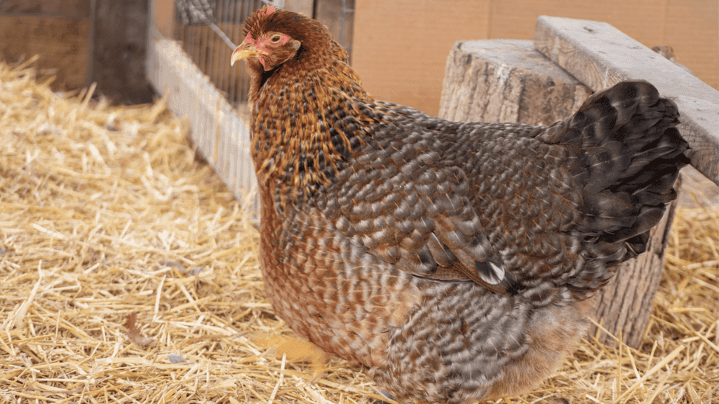 sick chicken care