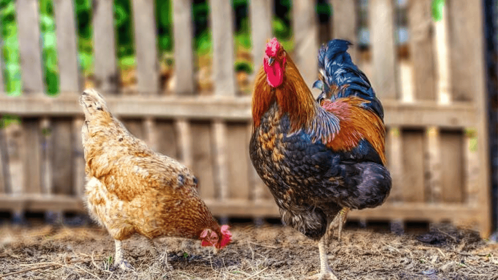 space requirements for chickens