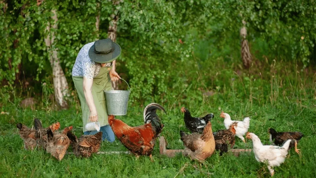 step-by-step guide for chicken color calculator