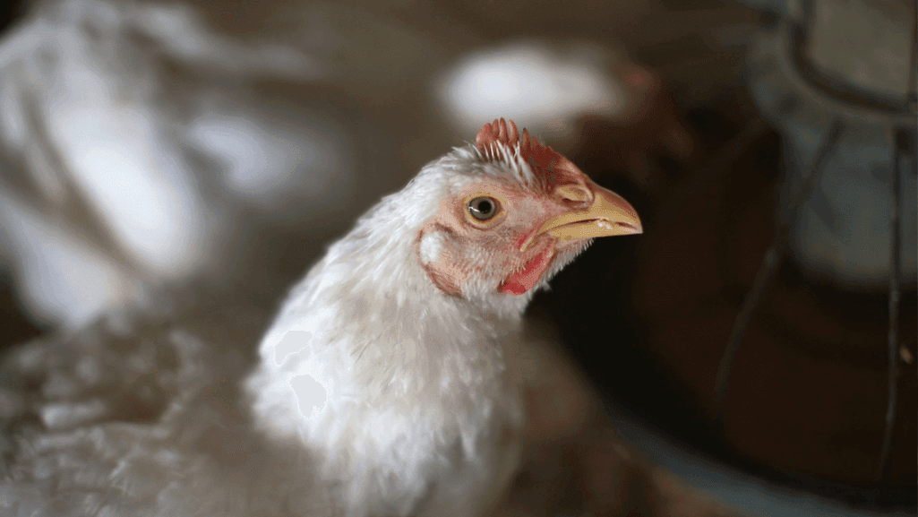 susceptible chickens to Marek's Disease