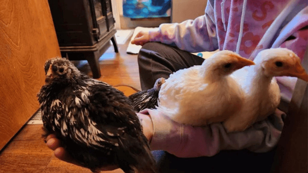 transitioning chicks outdoors
