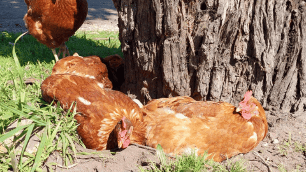 treating chicken lice naturally treating chicken lice naturally