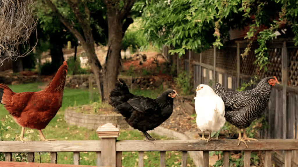 urban coop regulations