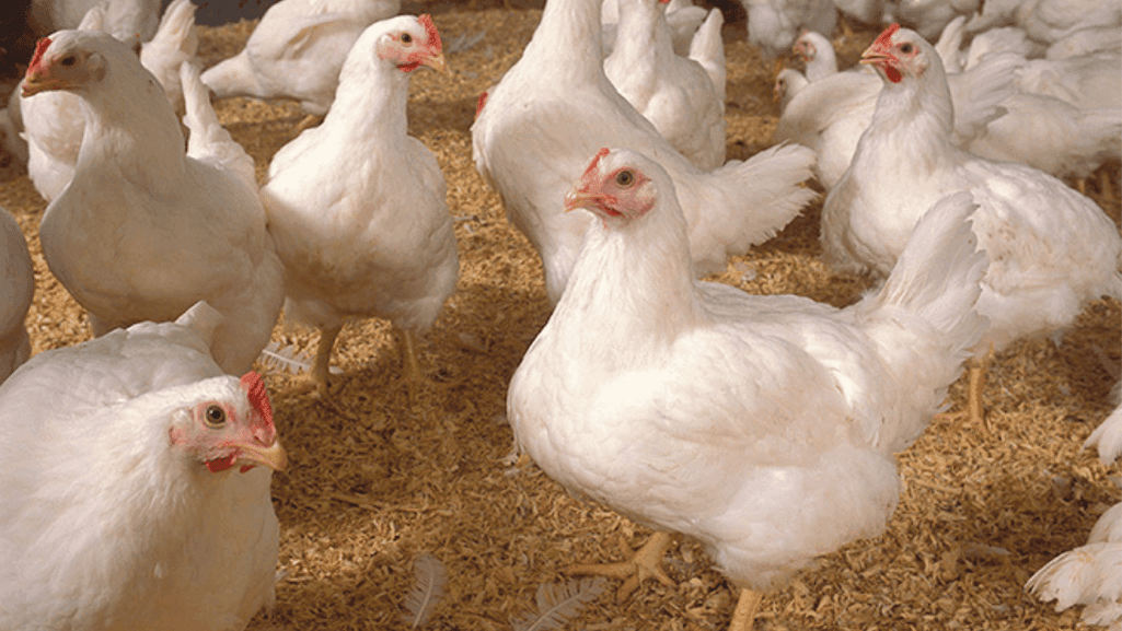 vaccination for poultry diseases