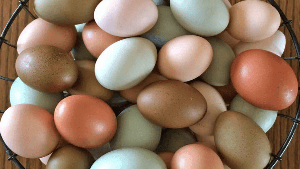 various colored chicken eggs
