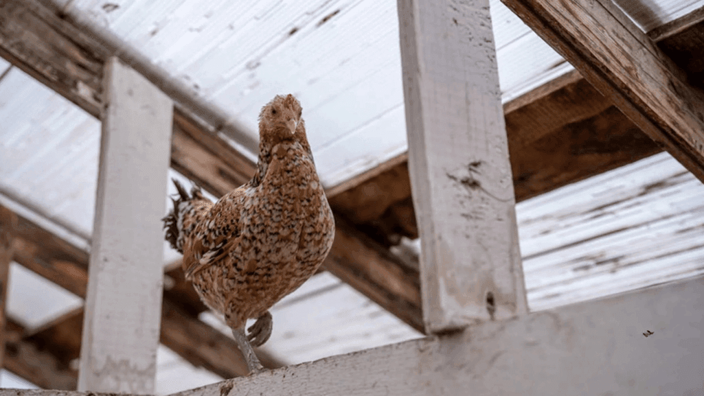 Affordable DIY Chicken Coop