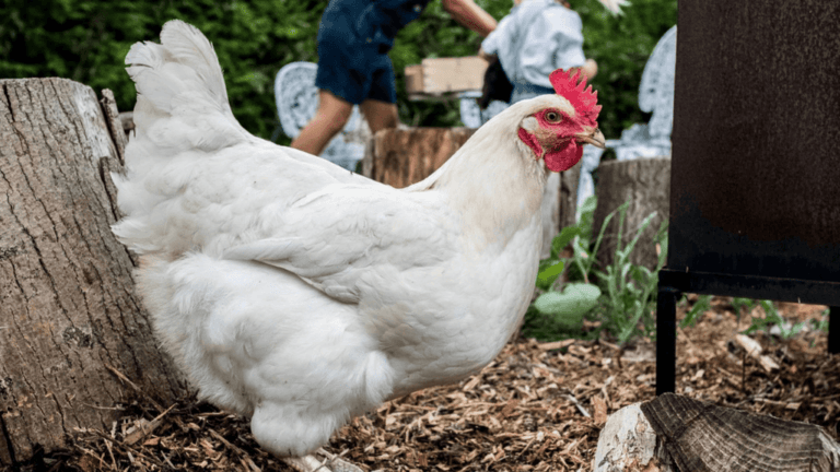 Best Egg Laying Chickens