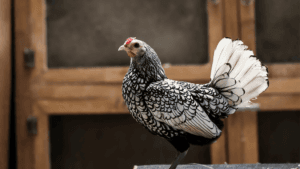 Breed of Small Chickens