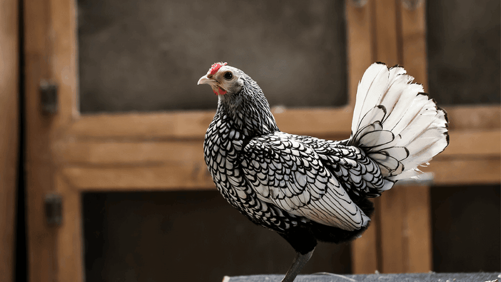 Breed of Small Chickens