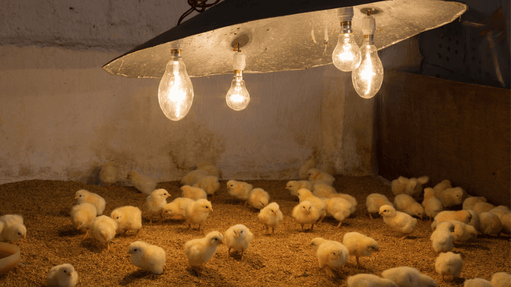 Brooder Heat Lamp Guide