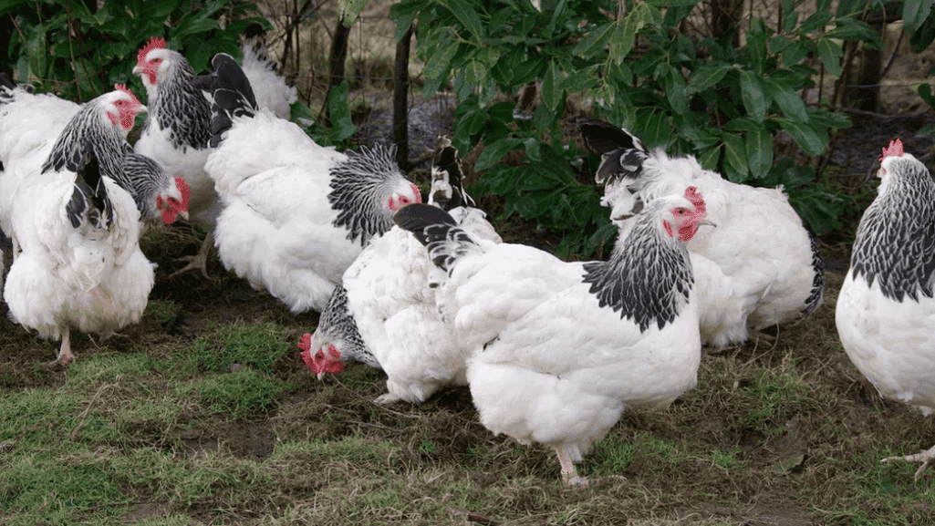 Chicken Breeds