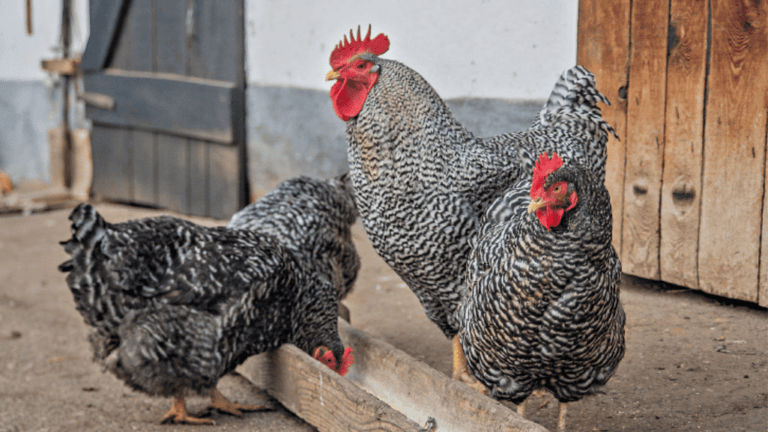 Chicken Cost
