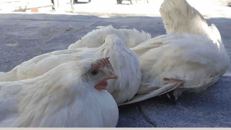Chicken Diarrhea