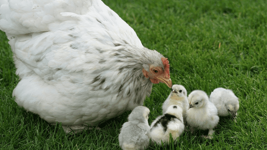 Chicken Life Cycle